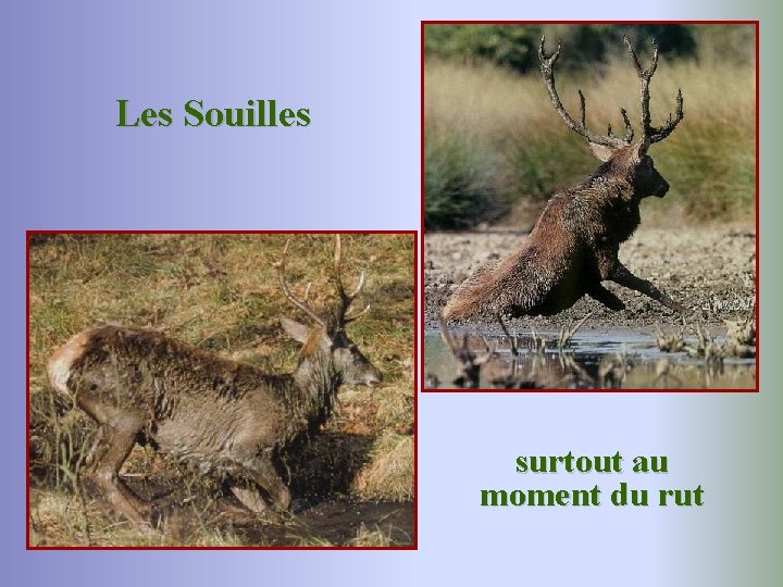 Les Souilles surtout au moment du rut 