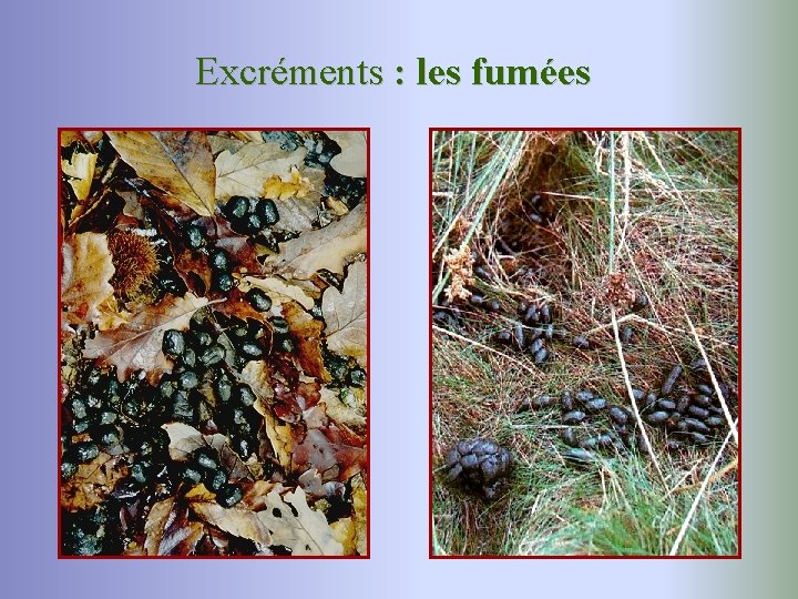 Excréments : les fumées 