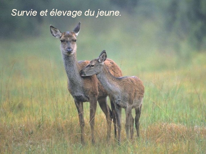 Survie et élevage du jeune. 