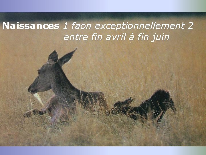 Naissances 1 faon exceptionnellement 2 entre fin avril à fin juin 