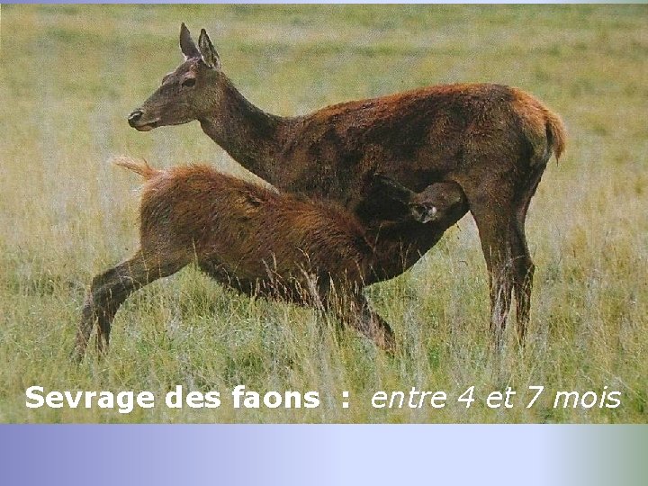 Sevrage des faons : entre 4 et 7 mois 