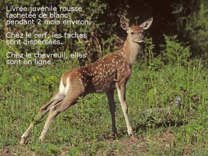 Livrée juvénile rousse tachetée de blanc pendant 2 mois environ. Chez le cerf, les