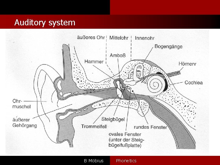 Auditory system B Möbius Phonetics 