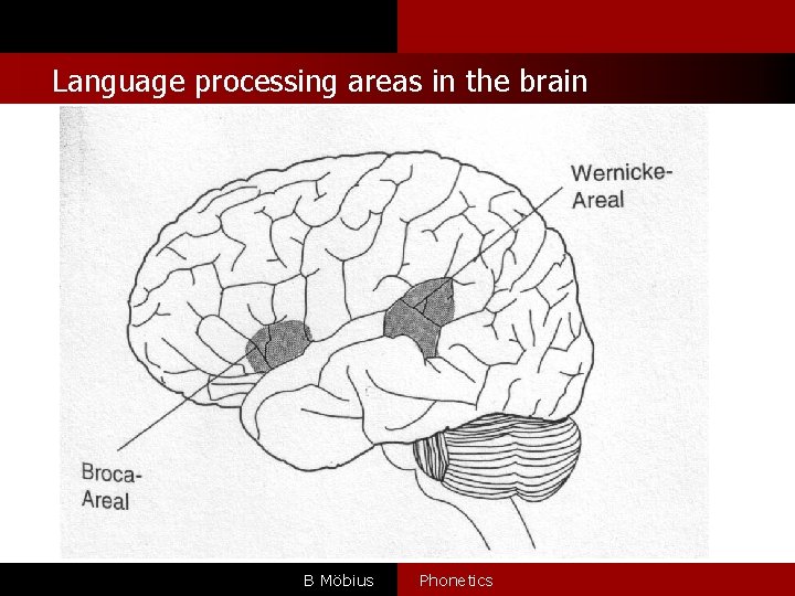 Language processing areas in the brain B Möbius Phonetics 