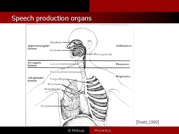 Speech production organs [Reetz, 1999] B Möbius Phonetics 