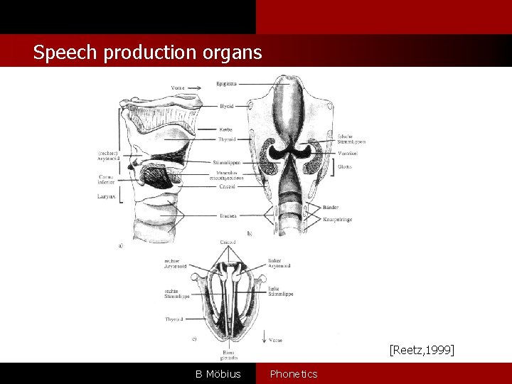 Speech production organs [Reetz, 1999] B Möbius Phonetics 