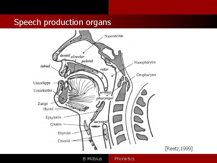 Speech production organs [Reetz, 1999] B Möbius Phonetics 