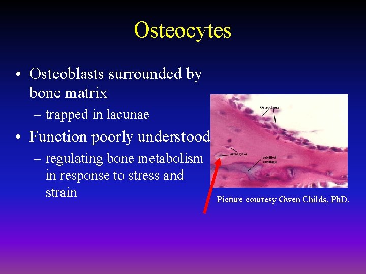 Osteocytes • Osteoblasts surrounded by bone matrix – trapped in lacunae • Function poorly