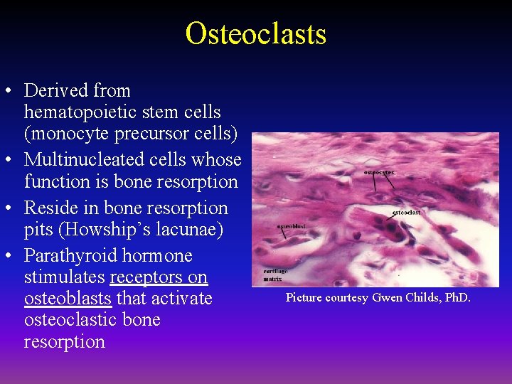 Osteoclasts • Derived from hematopoietic stem cells (monocyte precursor cells) • Multinucleated cells whose