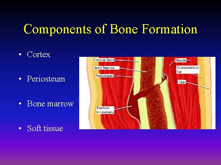 Components of Bone Formation • Cortex • Periosteum • Bone marrow • Soft tissue