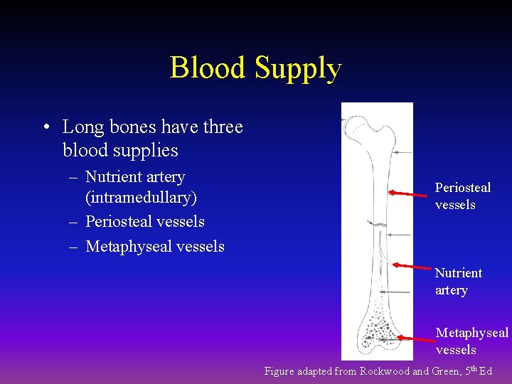 Blood Supply • Long bones have three blood supplies – Nutrient artery (intramedullary) –