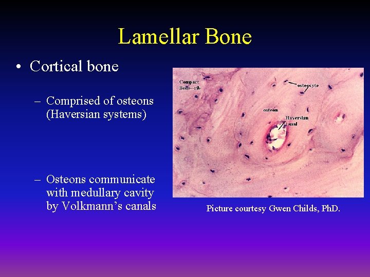 Lamellar Bone • Cortical bone – Comprised of osteons (Haversian systems) – Osteons communicate