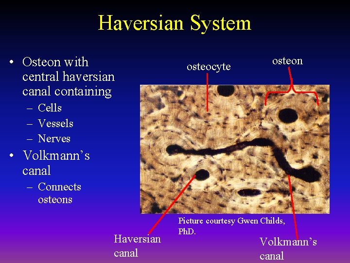 Haversian System • Osteon with central haversian canal containing osteocyte osteon – Cells –