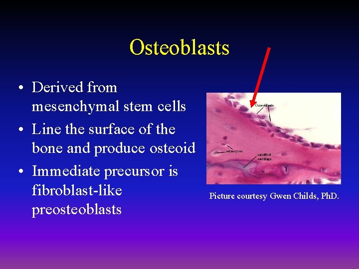 Osteoblasts • Derived from mesenchymal stem cells • Line the surface of the bone