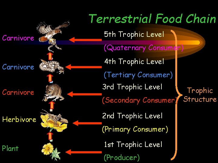 Terrestrial Food Chain Carnivore Herbivore Plant 5 th Trophic Level (Quaternary Consumer) 4 th