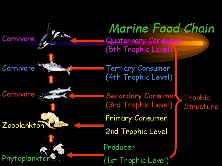 Marine Food Chain Carnivore Quaternary Consumer (5 th Trophic Level) Carnivore Tertiary Consumer (4