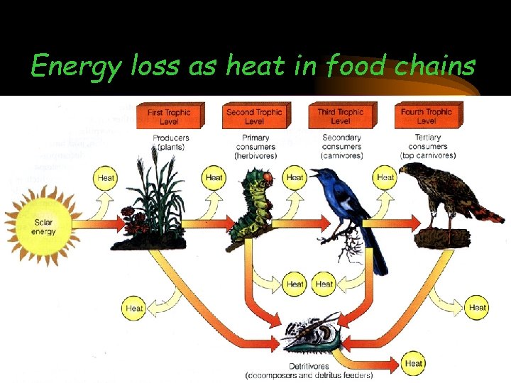 Energy loss as heat in food chains 