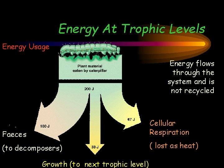 Energy At Trophic Levels Energy Usage Energy flows through the system and is not