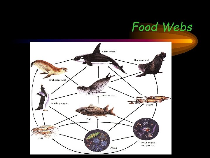 Food Webs 