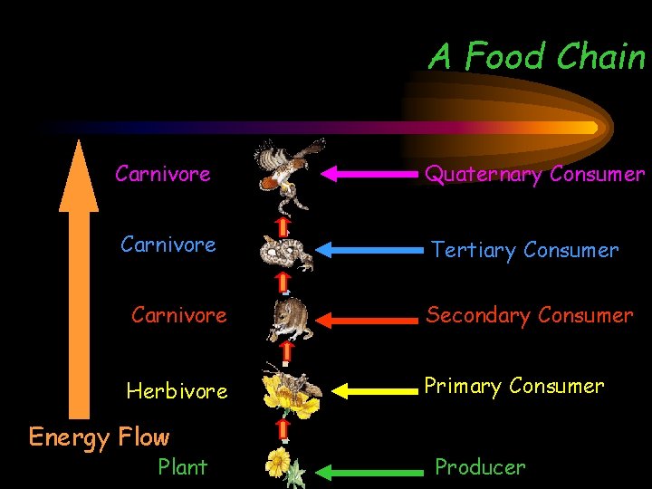 A Food Chain Carnivore Quaternary Consumer Carnivore Tertiary Consumer Carnivore Secondary Consumer Herbivore Primary