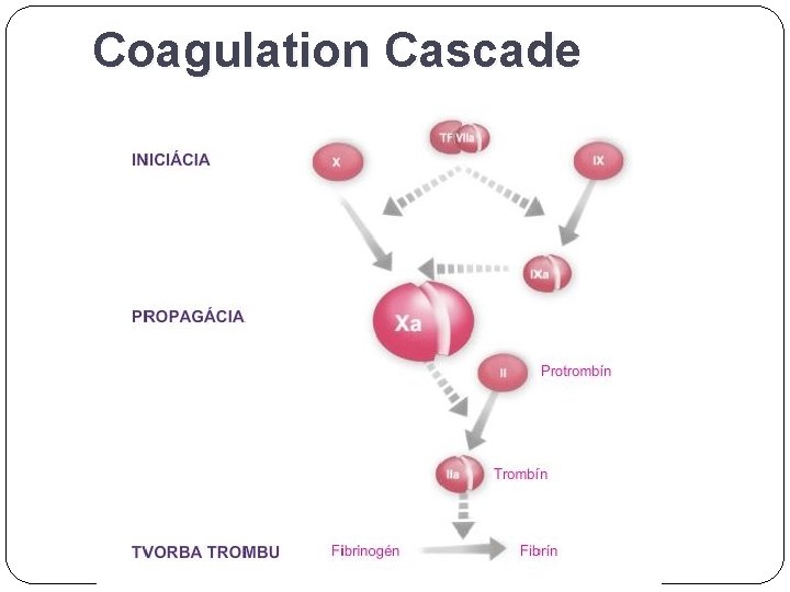 Coagulation Cascade 