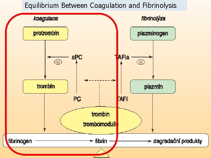 Equilibrium Between Coagulation and Fibrinolysis 