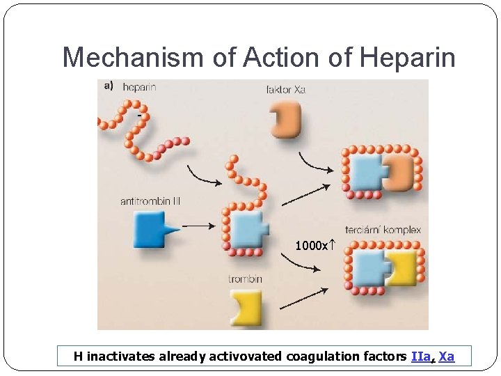 Mechanism of Action of Heparin - + 1000 x H inactivates already activovated coagulation
