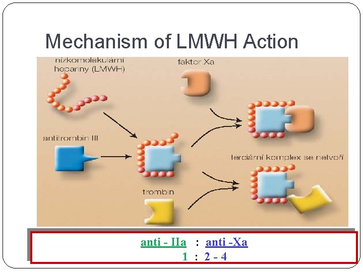 Mechanism of LMWH Action anti - IIa : anti -Xa 1 : 2 -