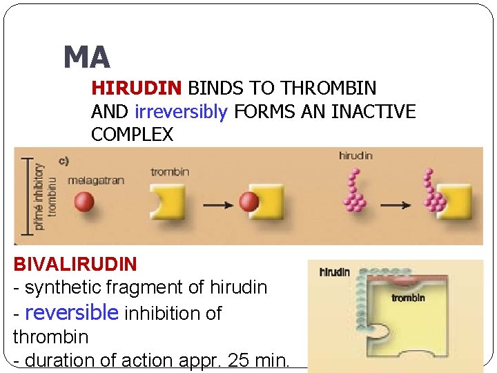 MA HIRUDIN BINDS TO THROMBIN AND irreversibly FORMS AN INACTIVE COMPLEX BIVALIRUDIN - synthetic