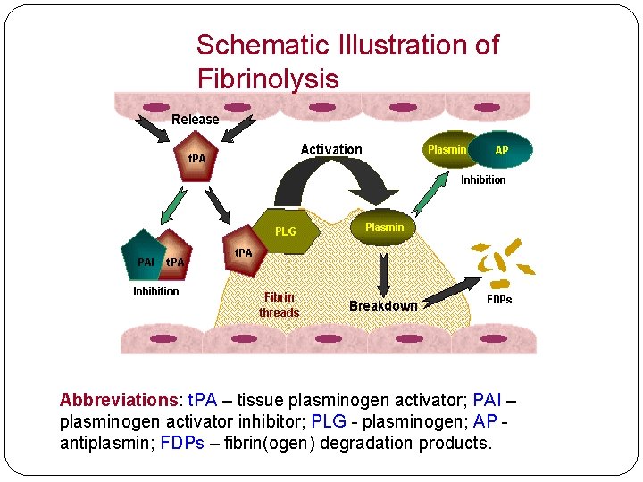 Schematic Illustration of Fibrinolysis Abbreviations: t. PA – tissue plasminogen activator; PAI – plasminogen