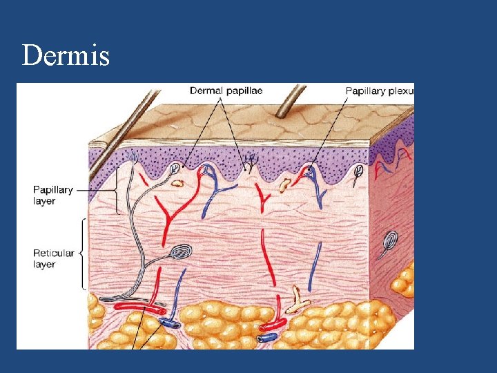 Dermis 