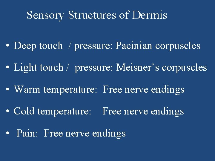 Sensory Structures of Dermis • Deep touch / pressure: Pacinian corpuscles • Light touch