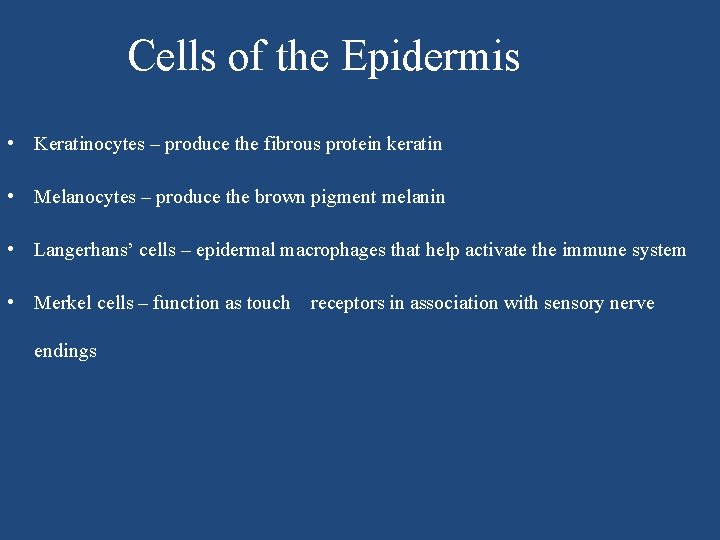 Cells of the Epidermis • Keratinocytes – produce the fibrous protein keratin • Melanocytes