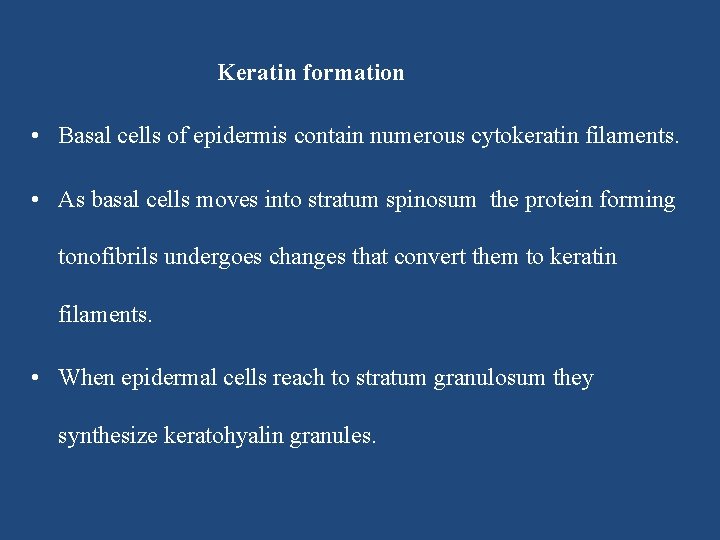 Keratin formation • Basal cells of epidermis contain numerous cytokeratin filaments. • As basal