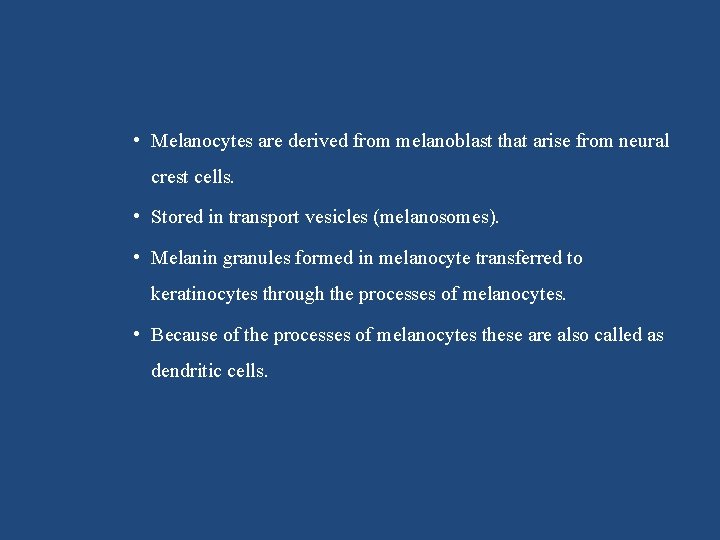  • Melanocytes are derived from melanoblast that arise from neural crest cells. •