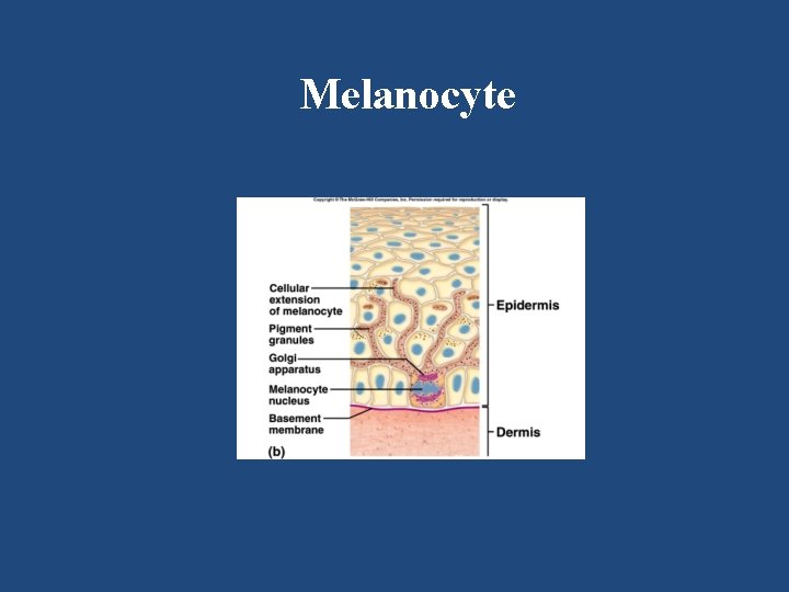 Melanocyte 