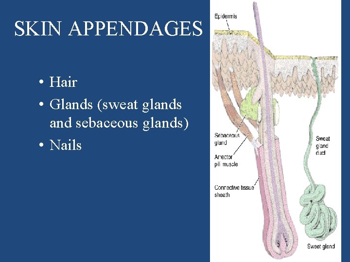 SKIN APPENDAGES • Hair • Glands (sweat glands and sebaceous glands) • Nails 
