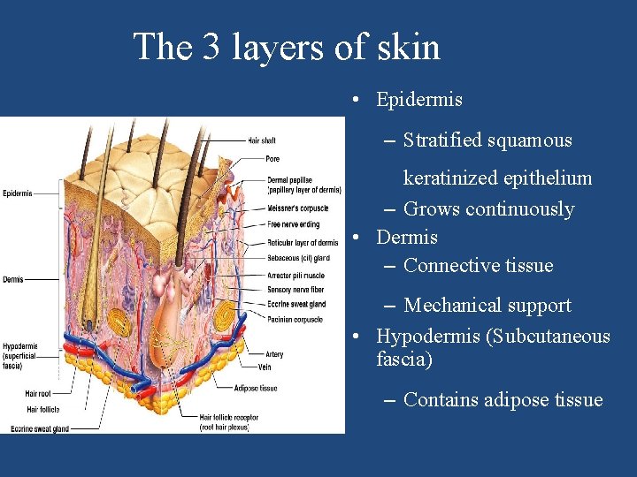 The 3 layers of skin • Epidermis – Stratified squamous keratinized epithelium – Grows