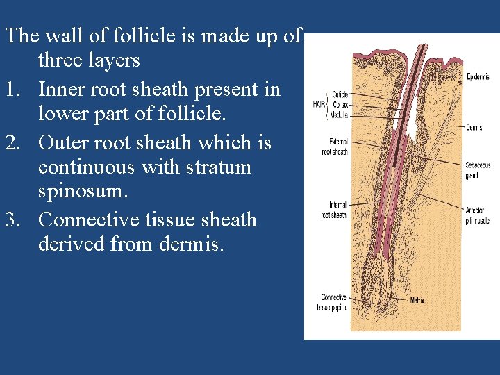 The wall of follicle is made up of three layers 1. Inner root sheath