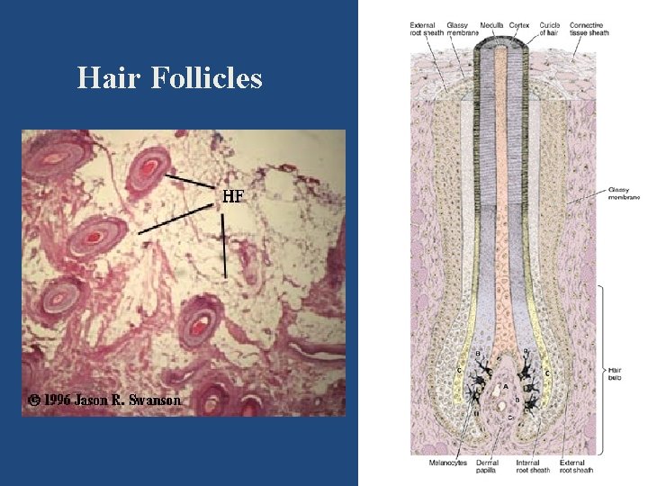 Hair Follicles 