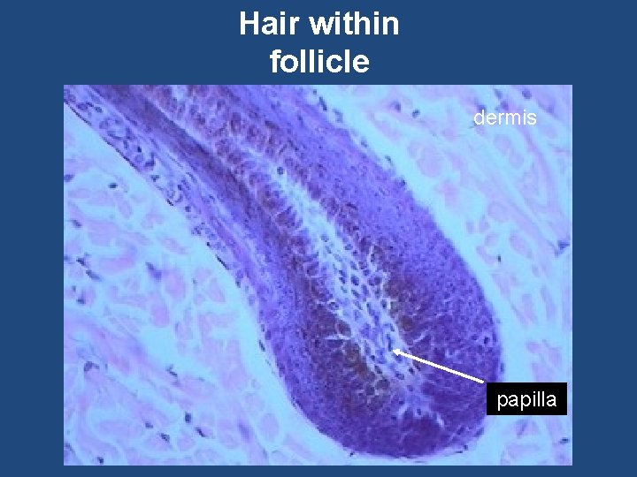 Hair within follicle dermis papilla 