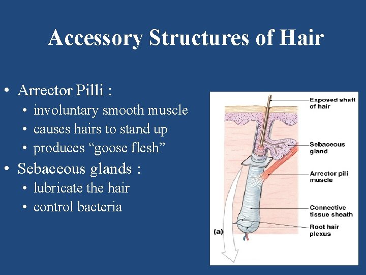 Accessory Structures of Hair • Arrector Pilli : • involuntary smooth muscle • causes