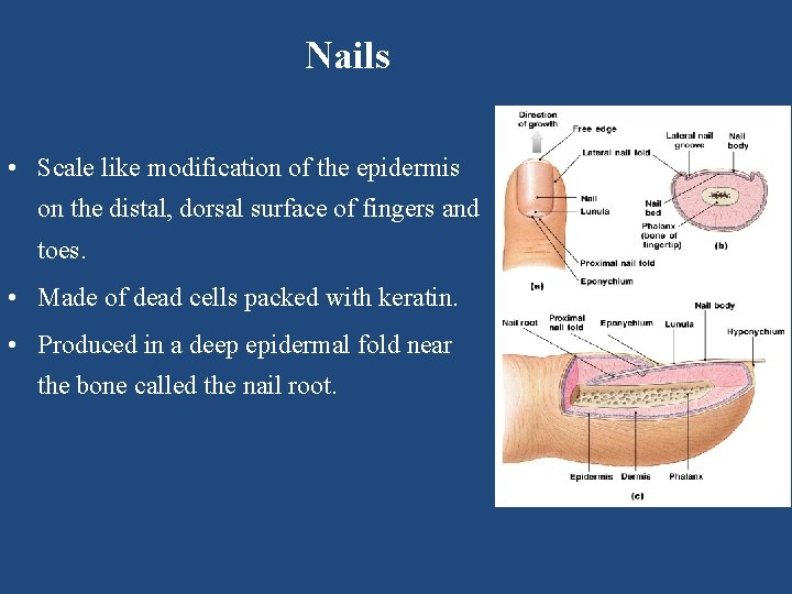 Nails • Scale like modification of the epidermis on the distal, dorsal surface of