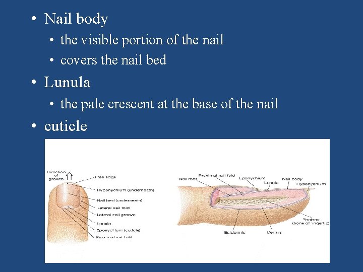  • Nail body • the visible portion of the nail • covers the