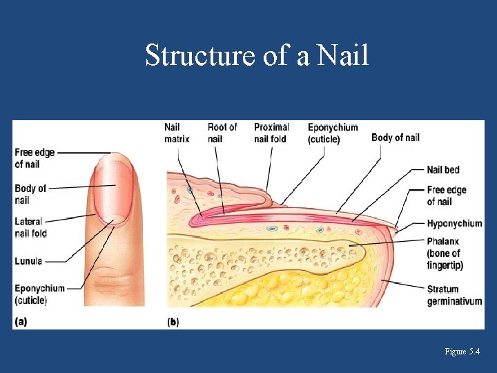 Structure of a Nail Figure 5. 4 