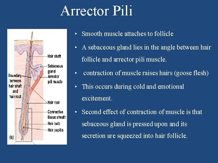 Arrector Pili • Smooth muscle attaches to follicle • A sebaceous gland lies in