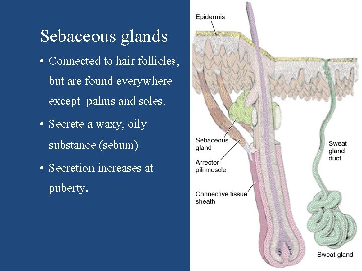 Sebaceous glands • Connected to hair follicles, but are found everywhere except palms and
