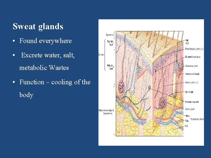 Sweat glands • Found everywhere • Excrete water, salt, metabolic Wastes • Function –