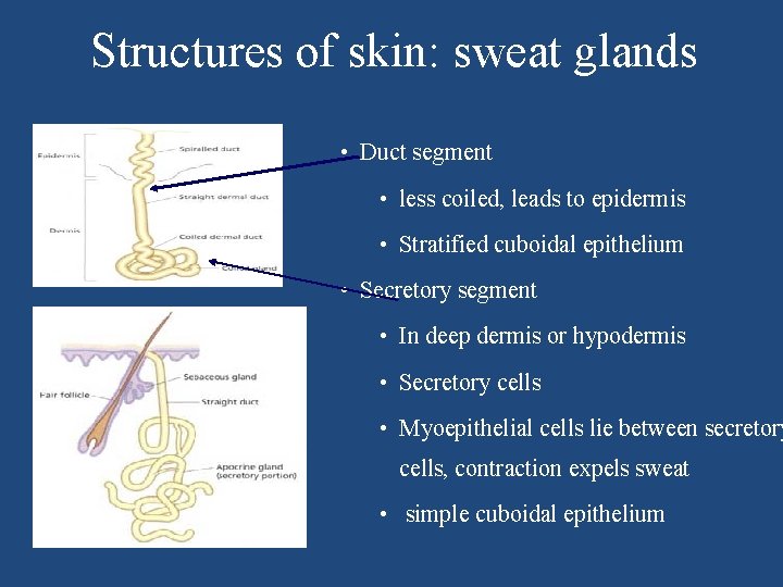 Structures of skin: sweat glands • Duct segment • less coiled, leads to epidermis