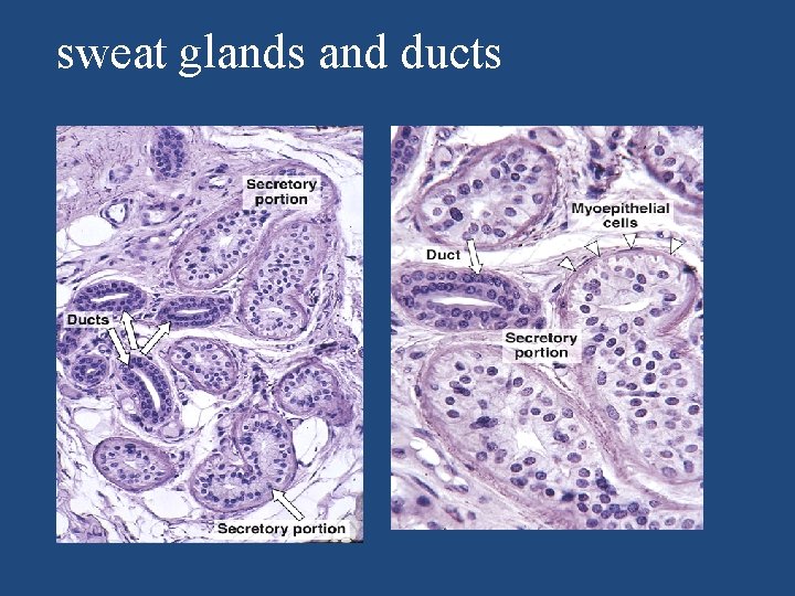 sweat glands and ducts 